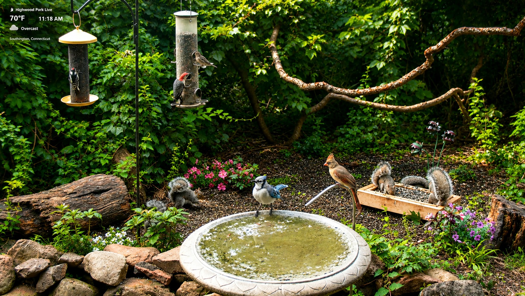 Highwood Park live habitat view with birds and squirrels