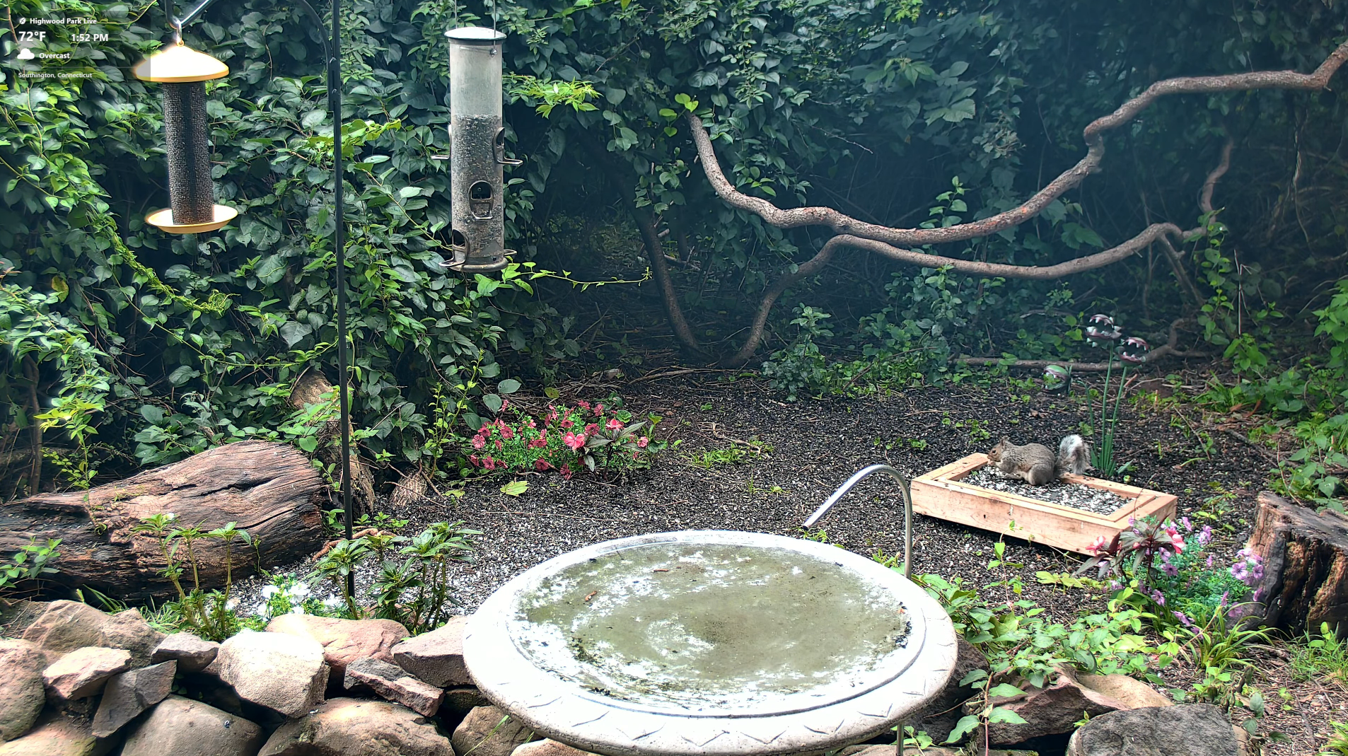 Highwood Park live habitat view
